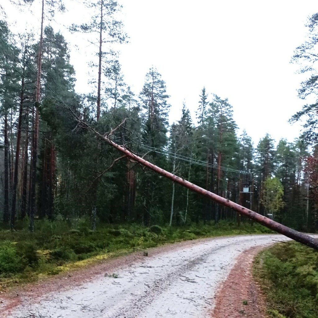 Puu kaatunut sähkölankojen päälle