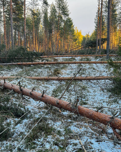 Kuusi mäntyä kaatuneena sikin sokin sähkölinjan päälle metsässä.