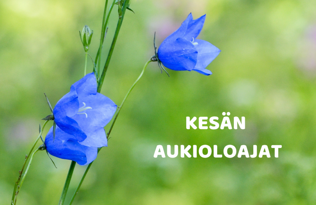 Siniset kissan kellot etualalla. Tausta on vihreä. Kuvan päällä teksti: Kesän aukioloajat.