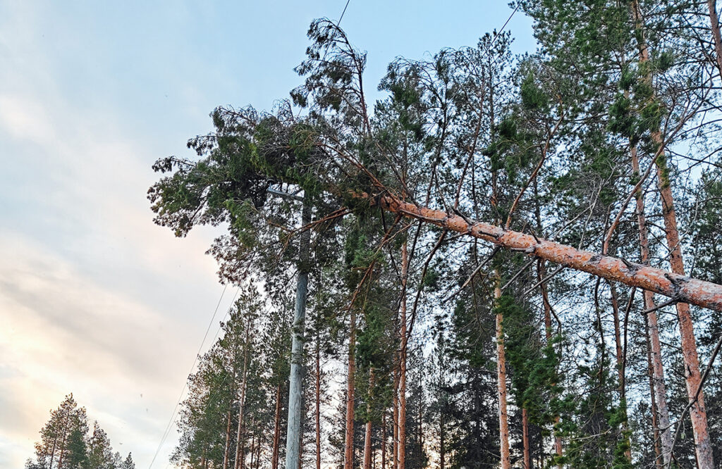 puu kaatunut sähkölinjan päälle
